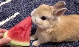 祈福兔兔吃瓜视频大全集