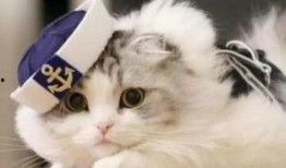 懒猫吃瓜酱小视频大全集