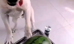 奶蜜瓜狗狗可以吃吗视频,宠物健康与美味兼顾