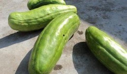 吃脆瓜的视频素材大全,视频素材大全精选回顾