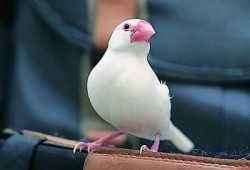 八卦吃瓜小白鸟的原视频,揭秘娱乐圈幕后故事