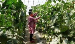 花都横潭昌华市场吃瓜视频,吃瓜群众现场直击