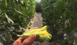 网红第一手吃瓜视频,独家幕后真相大曝光！