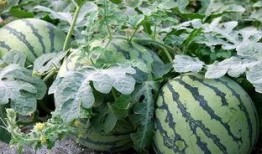 鉴定近期网络吃瓜视频,揭秘近期热门视频背后的故事