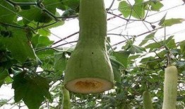 谁知道砍瓜怎么吃的视频,视频揭秘砍瓜新方法