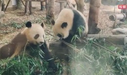 娱乐吃瓜大熊猫视频,一场娱乐吃瓜盛宴