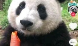 熊猫吃狗头瓜的视频下载,揭秘狗头瓜的独特魅力