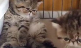 懒猫吃瓜酱小视频大全集