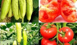 吃白玉瓜视频,口感与营养的双重享受