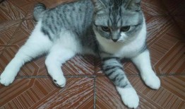 猫吃白兰瓜有事吗视频播放,趣味视频引发网友热议