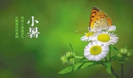 幼儿园小暑节气视频创意吃瓜