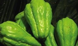 佛手瓜吃货视频,吃货眼中的独特风味之旅