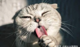 猫咪可以吃棚瓜嘛视频