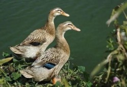 夫妻叫鸭子吃瓜视频大全,欢乐瞬间大盘点