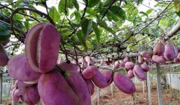 男人吃八月瓜视频,男人品尝后的独特体验