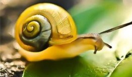 蜗牛喜欢吃吊瓜吗视频,揭秘它们对吊瓜的喜爱之谜