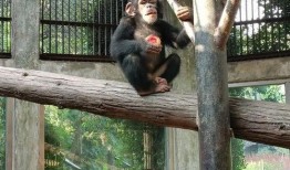 小动物吃瓜视频