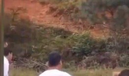 伴郎新娘吃瓜视频大全集,视频大全集精彩瞬间回顾